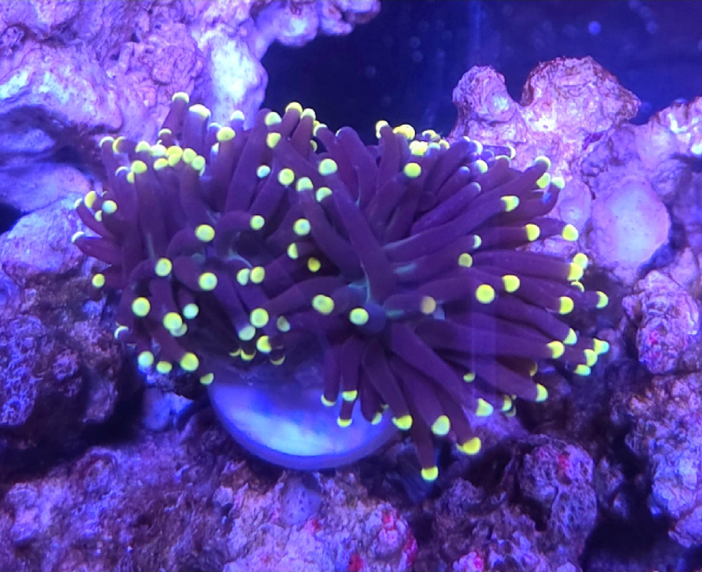 WYSIWYG 2 heads Purple with Yellow tip Torch coral - Shipwreck Cove Corals