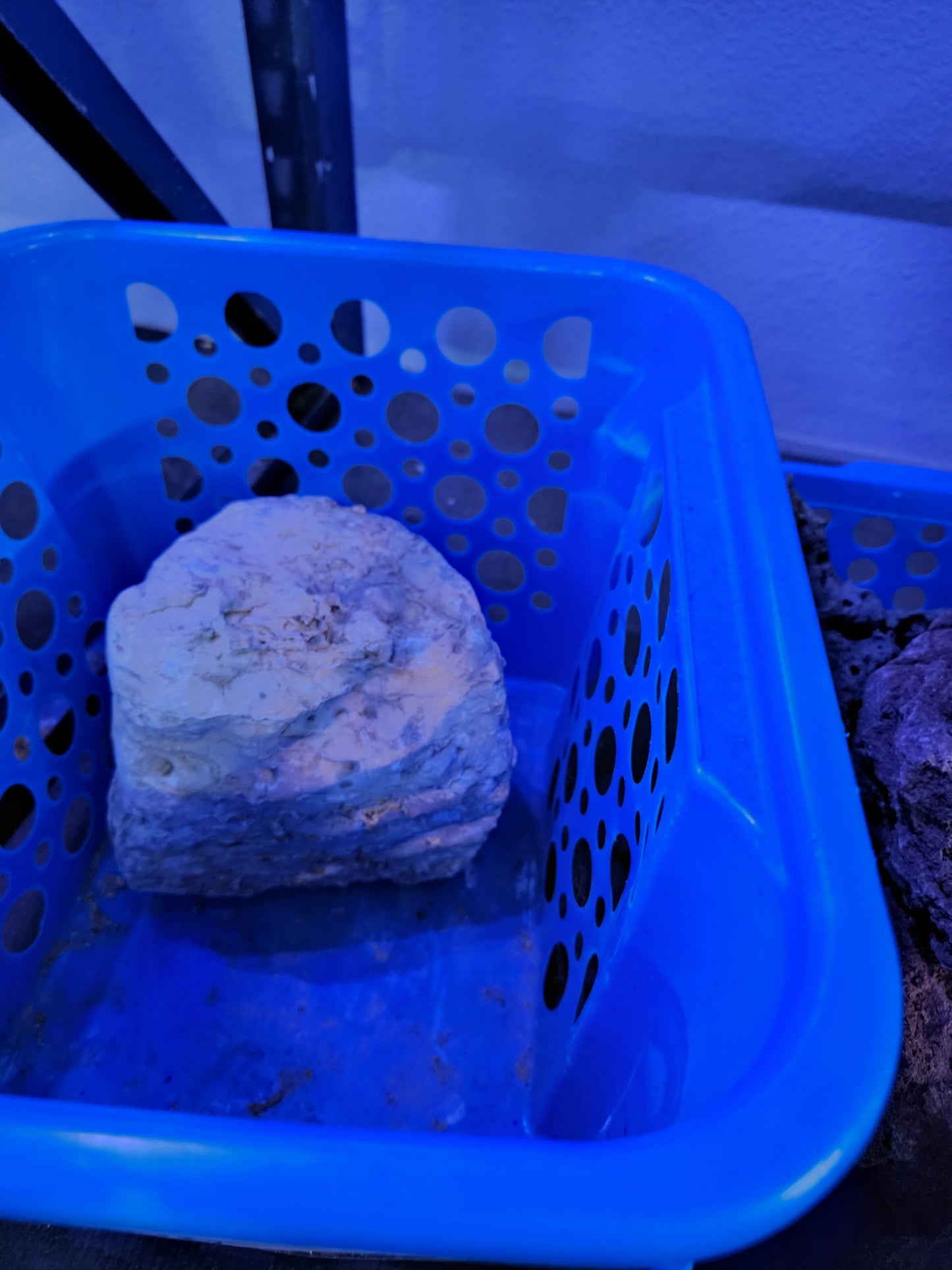 Gold pagoda 1 pound - Shipwreck Cove Corals