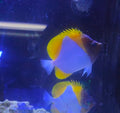 Pyramid Butterfly Medium