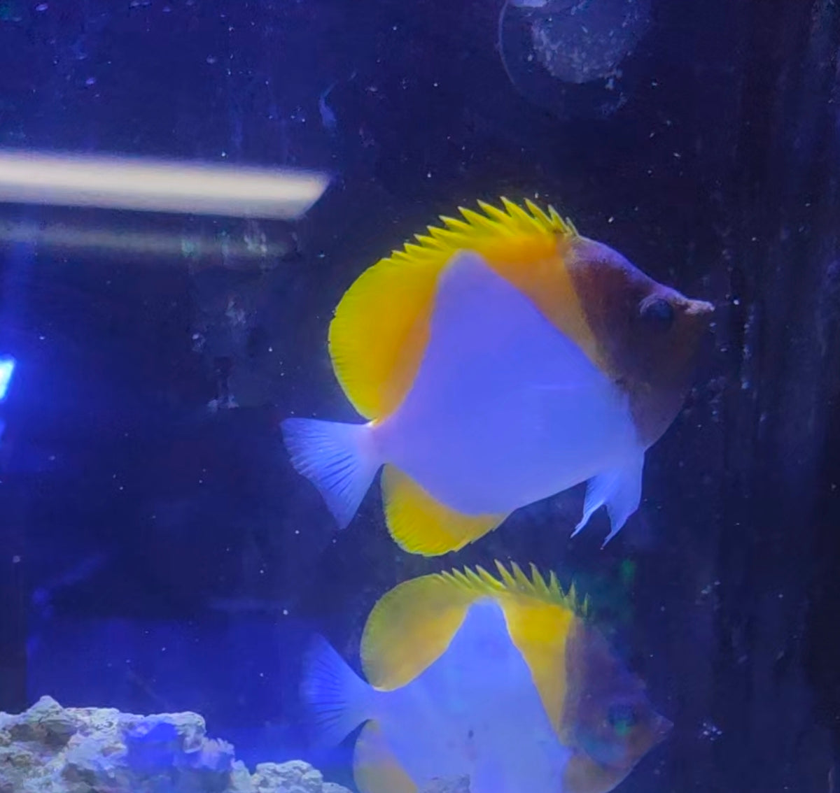Pyramid Butterfly Medium