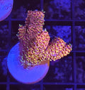 WYSIWYG Sunset Mille Acropora Frag