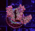 WYSIWYG Raspberry Fields SPS Coral Frags