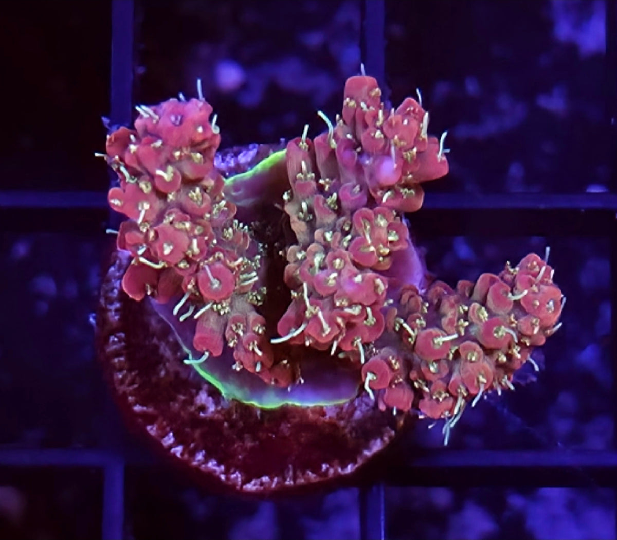 WYSIWYG Raspberry Fields SPS Coral Frags