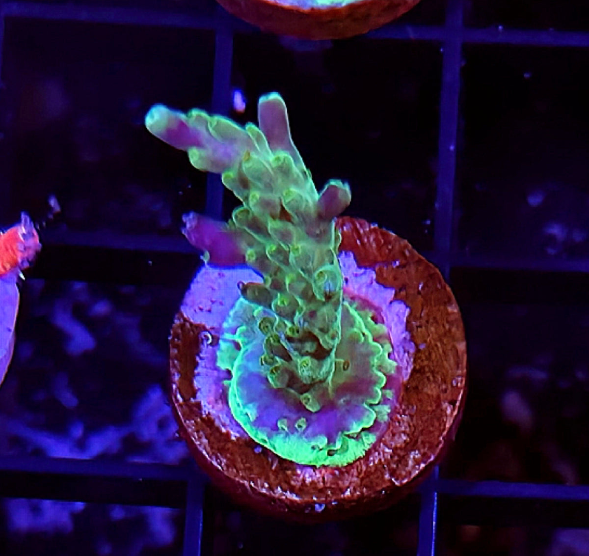 WYSIWYG Tri-Color Valida Acro Coral Frag