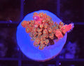 WYSIWYG RDZ Mister Megenta SPS Coral Frag
