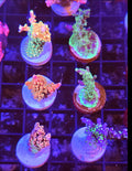 WYSIWYG Ultra Sps Coral Pack