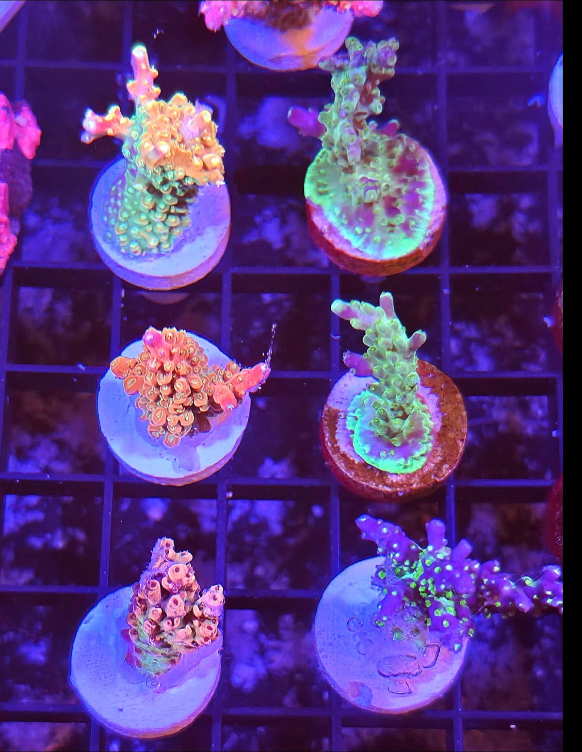WYSIWYG Ultra Sps Coral Pack