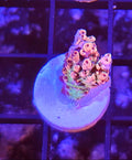 WYSIWYG RDZ Pink Panther Coral Acro Frag