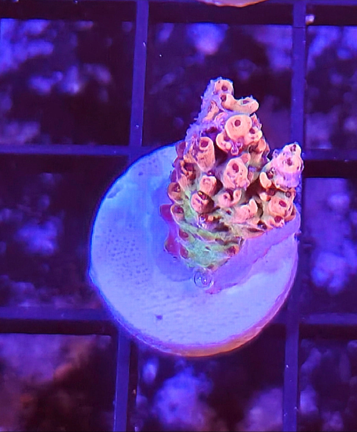 WYSIWYG RDZ Pink Panther Coral Acro Frag