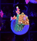 WYSIWYG RDZ Master Of All Acro Coral Frag