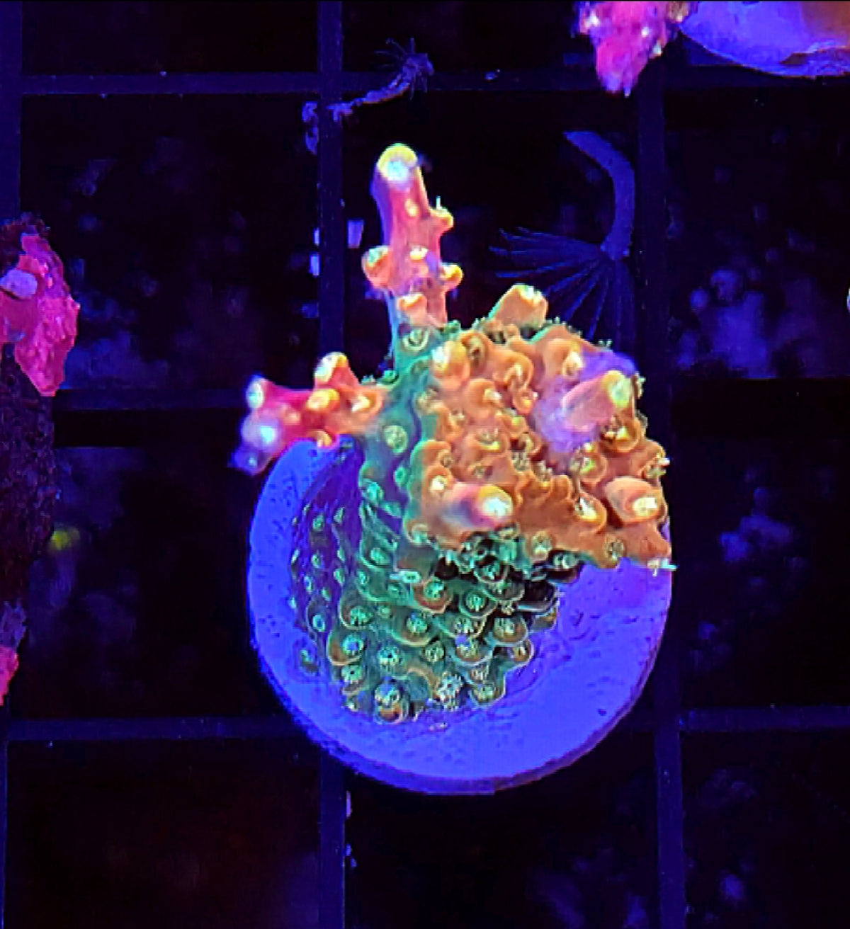 WYSIWYG RDZ Master Of All Acro Coral Frag