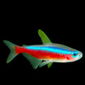 Tetra Cardinal CB