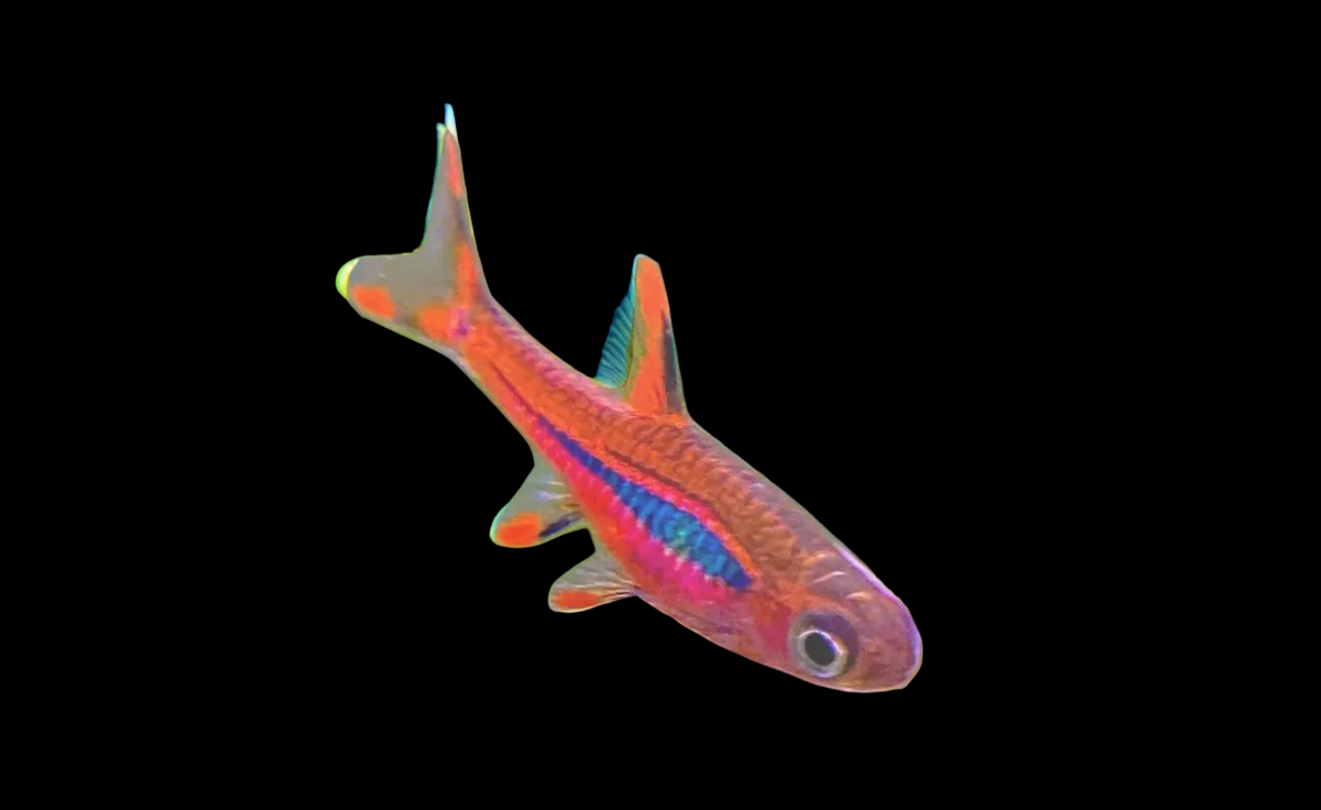 Rasbora chili