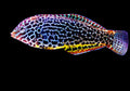 Fiji Leopard Wrass female LG 3-4"