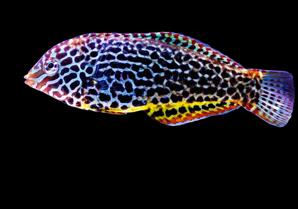Fiji Leopard Wrass female LG 3-4"