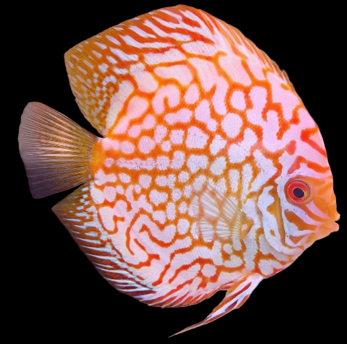 Discus yellow pigeon 3"