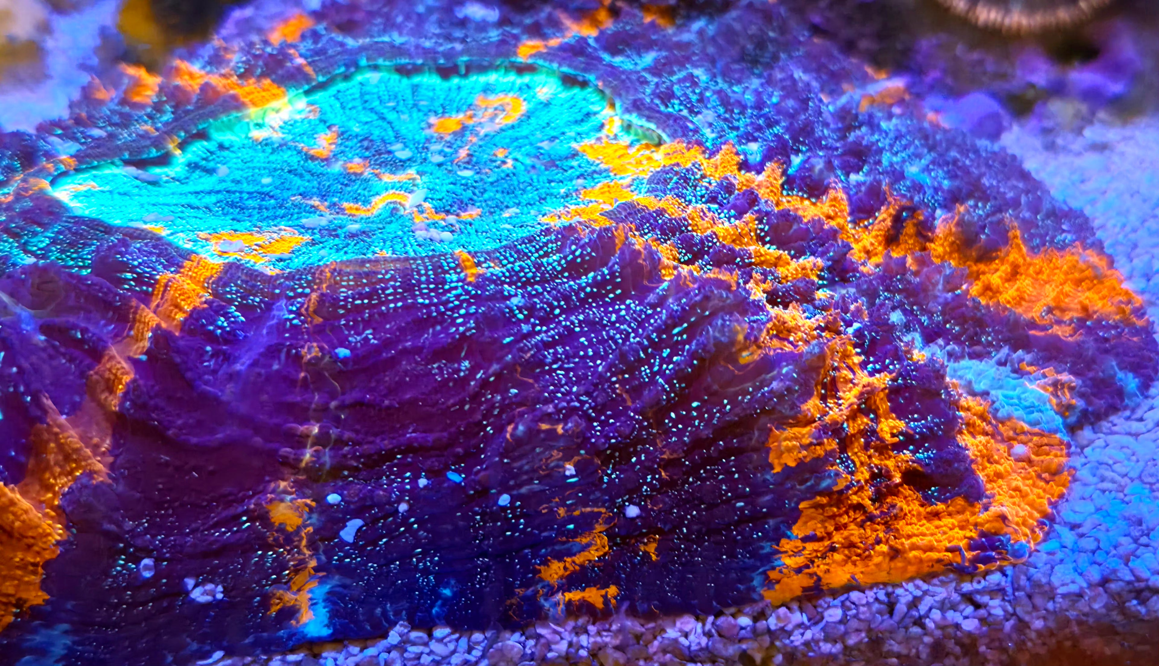 WYSIWYG Master Glitter Acantho coral L/G