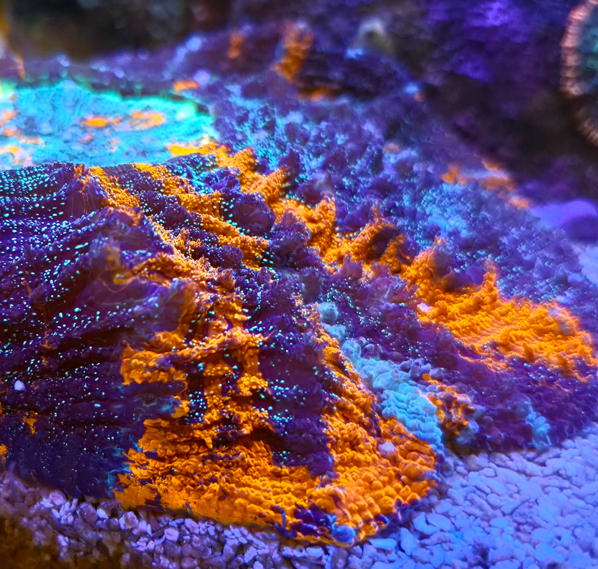 WYSIWYG Master Glitter Acantho coral L/G