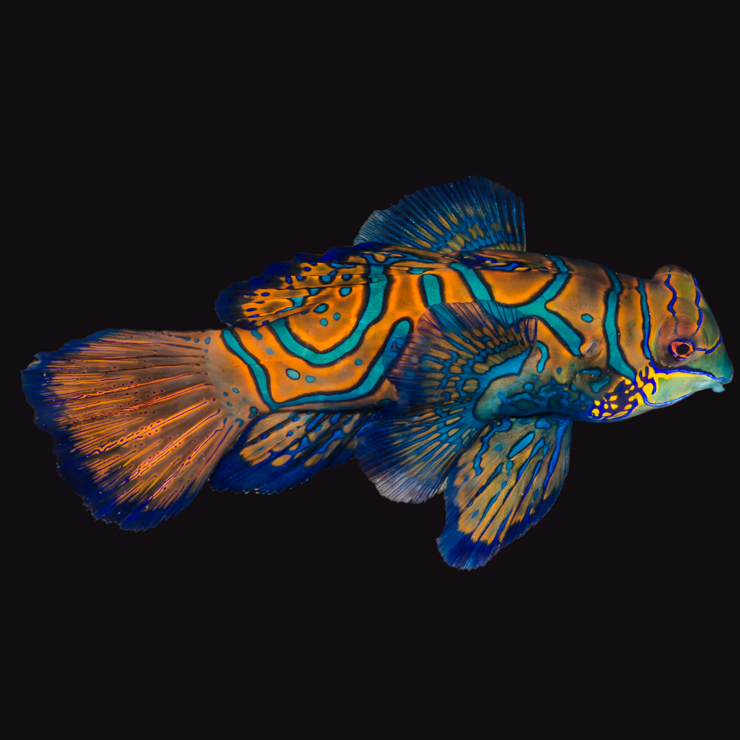 Biota CB Green Mandarin Goby