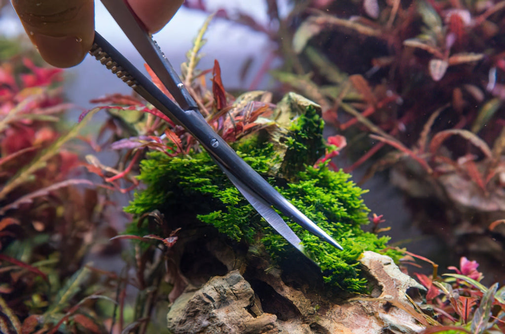 Pro Aquascaping Set of 6 (Premium)
