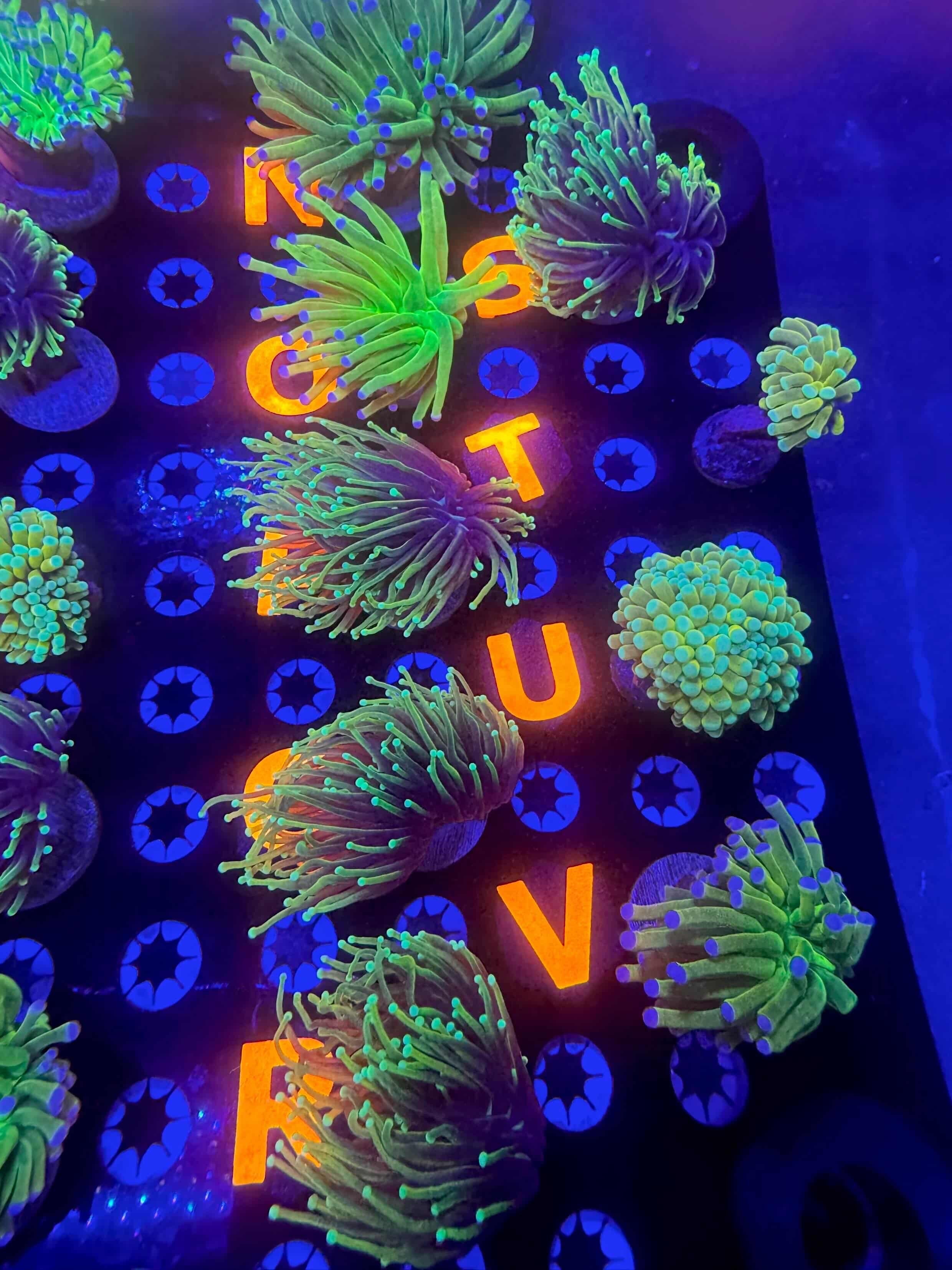 Coral Frag Plug Labels – Price & Alphabet Tag Sets