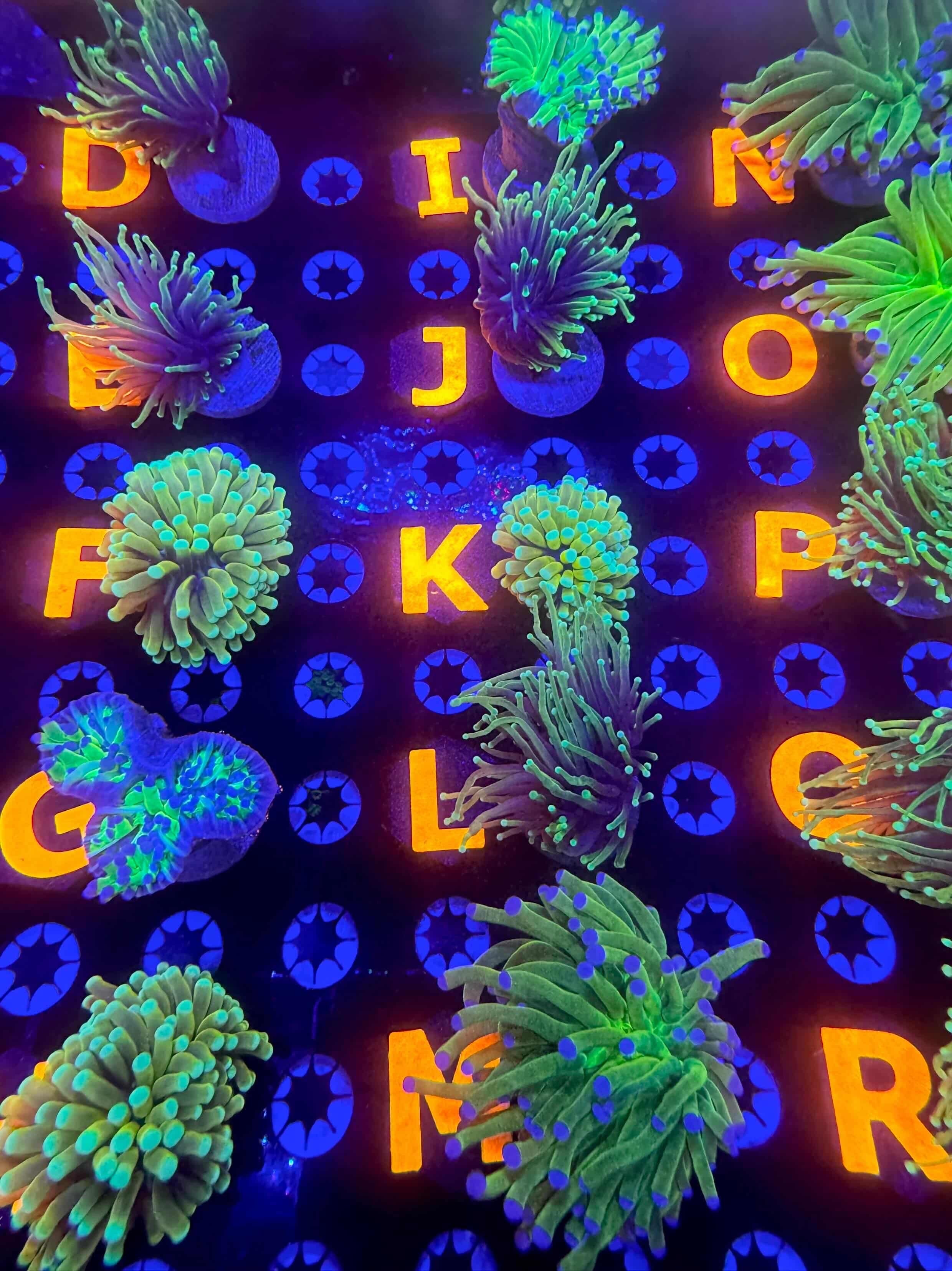 Coral Frag Plug Labels – Price & Alphabet Tag Sets
