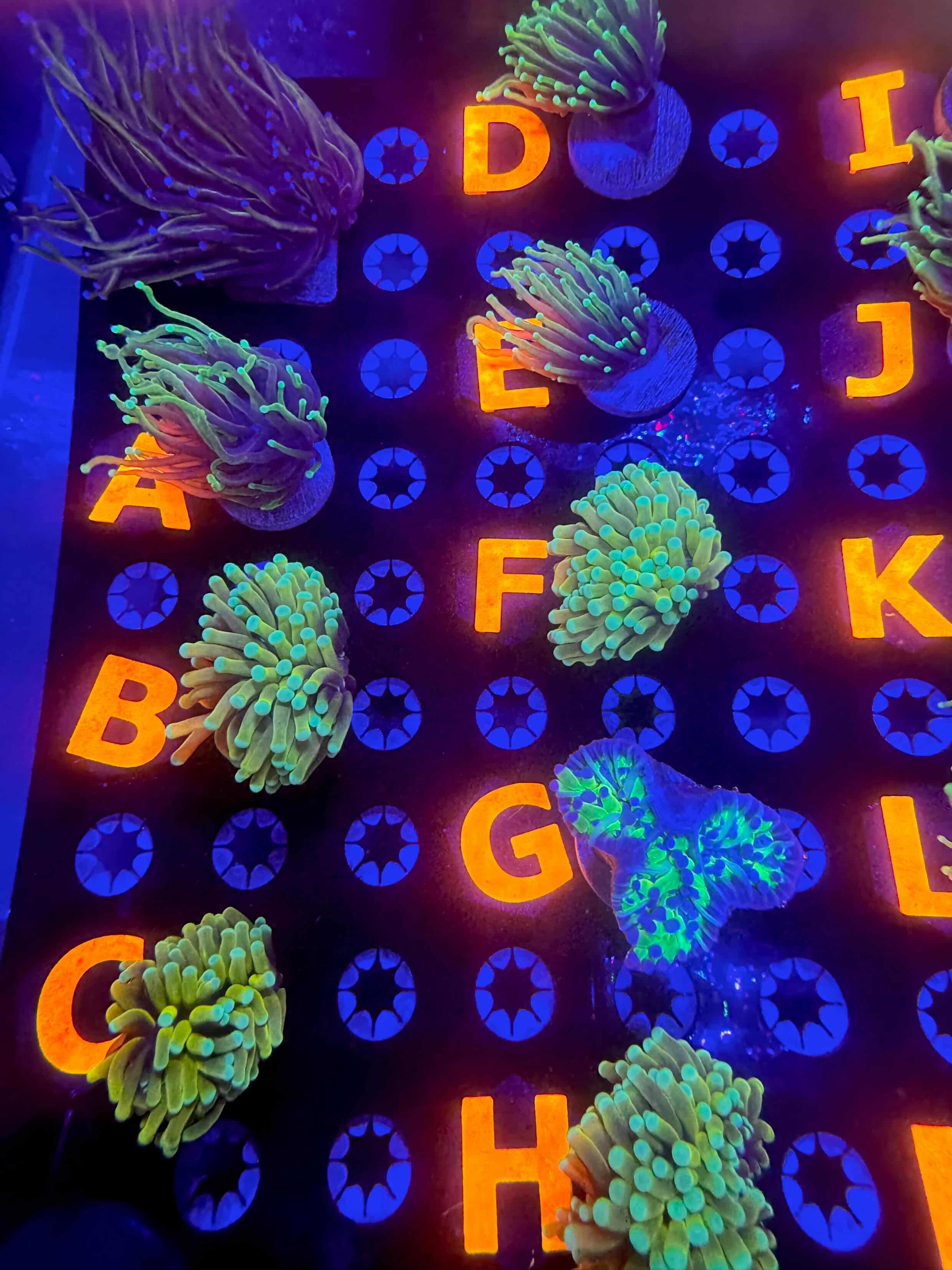 Coral Frag Plug Labels – Price & Alphabet Tag Sets