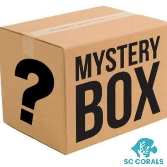 Mystery Box - LPS (3 pack) - Shipwreck Cove Corals