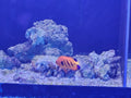 Flame Angel Medium - Shipwreck Cove Corals