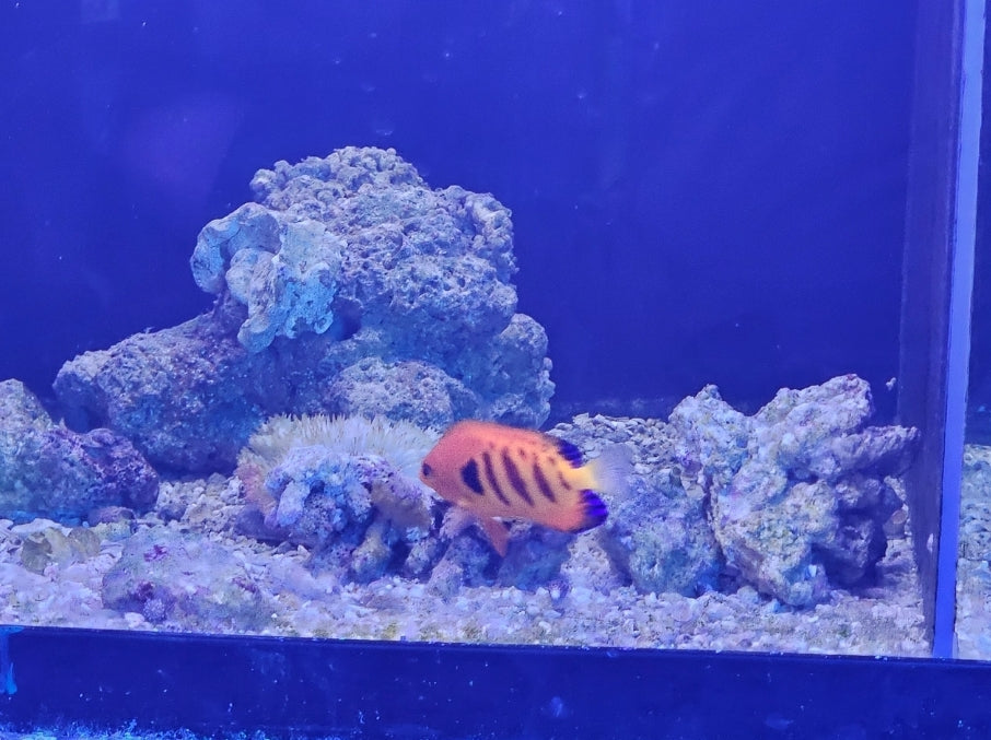 Flame Angel Medium - Shipwreck Cove Corals