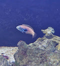 Female African Blue Star leopard wrasse Medium - Shipwreck Cove Corals