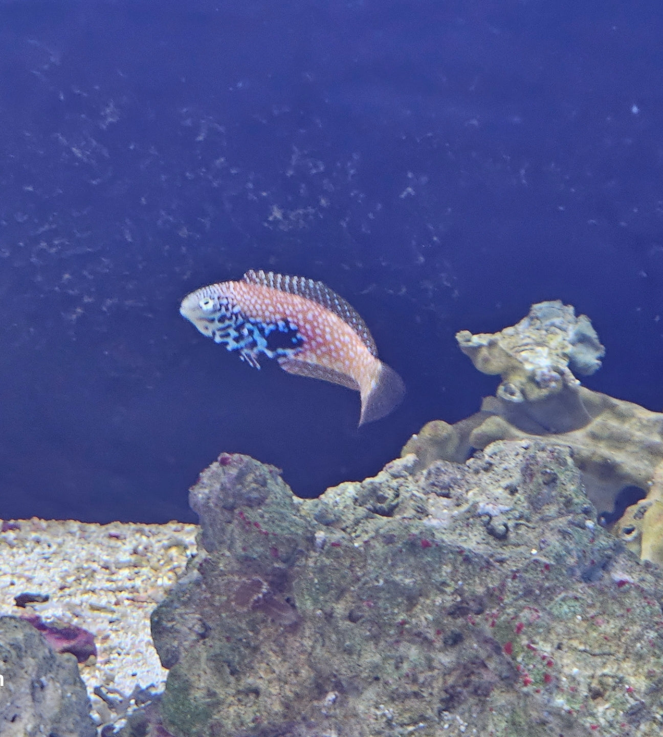 Female African Blue Star leopard wrasse Medium - Shipwreck Cove Corals