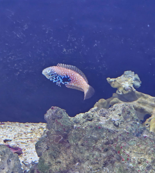 Female African Blue Star leopard wrasse Medium - Shipwreck Cove Corals