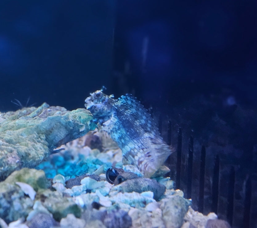 Lawnmower blenny - Shipwreck Cove Corals