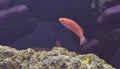 Red Fin Fairy Wrasse/Koi Wrasse Female - Shipwreck Cove Corals