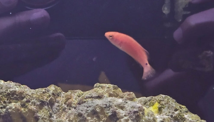 Red Fin Fairy Wrasse/Koi Wrasse Female - Shipwreck Cove Corals