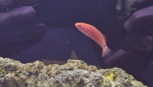 Red Fin Fairy Wrasse/Koi Wrasse Female - Shipwreck Cove Corals
