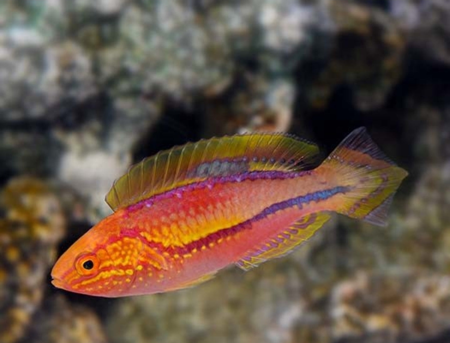 Male Splendid PinTail Fairy wrasse Male - Shipwreck Cove Corals
