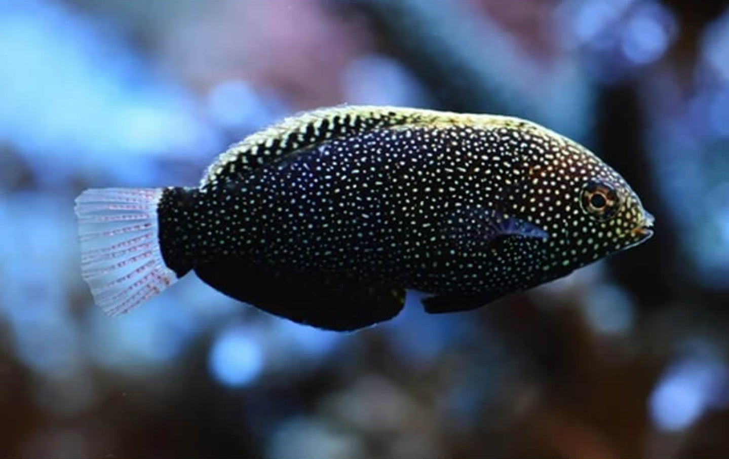 Black leopard wrasse small - Shipwreck Cove Corals
