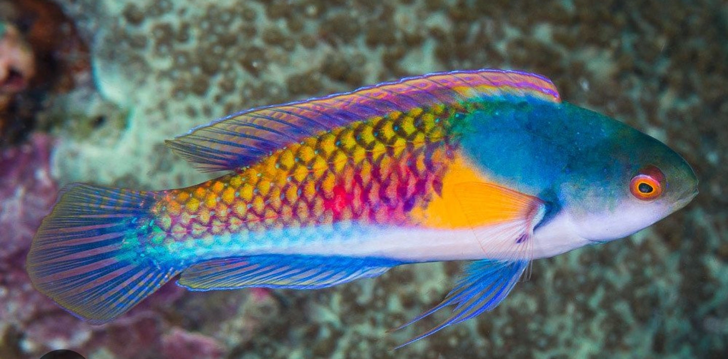 Male yellow flanked fairy wrasse medium 1.5"-2.5" - Shipwreck Cove Corals