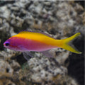 Evansi Anthias new - Shipwreck Cove Corals