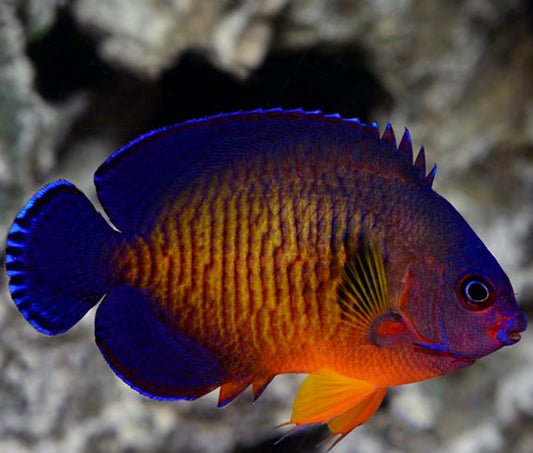 Coral Beauty Angelfish new - Shipwreck Cove Corals