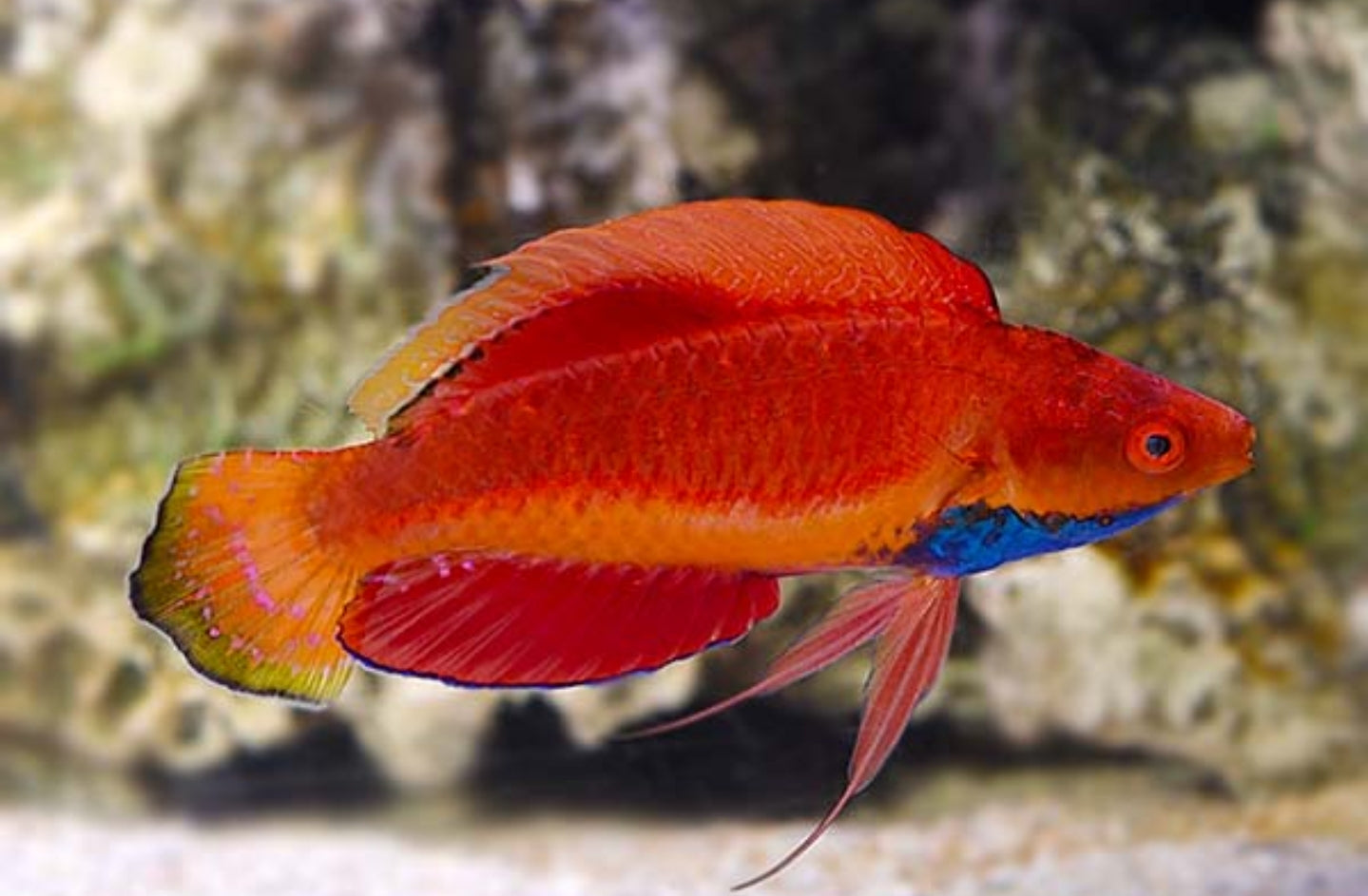Blue Throat Fairy Wrasse new - Shipwreck Cove Corals