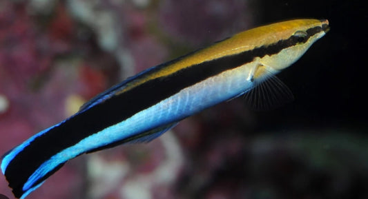 Blue Streak Cleaner Wrasse new - Shipwreck Cove Corals