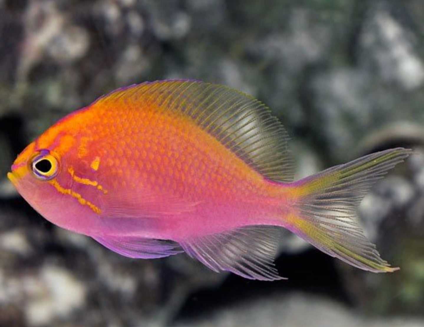 Sunburst Anthias - Shipwreck Cove Corals
