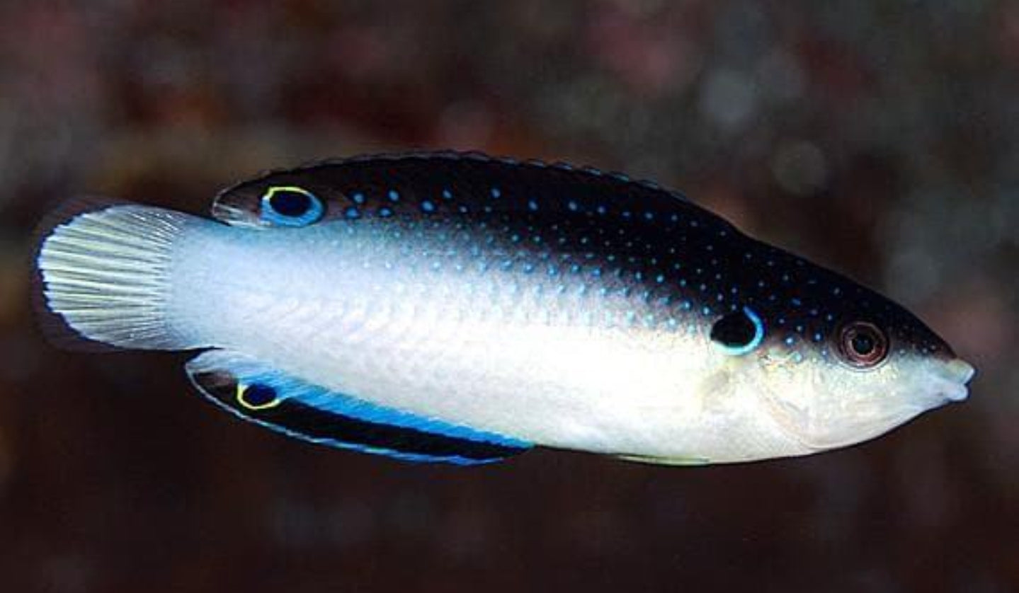 China Pearl Wrasse L/G new - Shipwreck Cove Corals