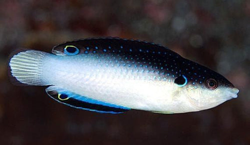 China Pearl Wrasse L/G new - Shipwreck Cove Corals