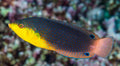 Yellow Chest Twist Wrasse new - Shipwreck Cove Corals