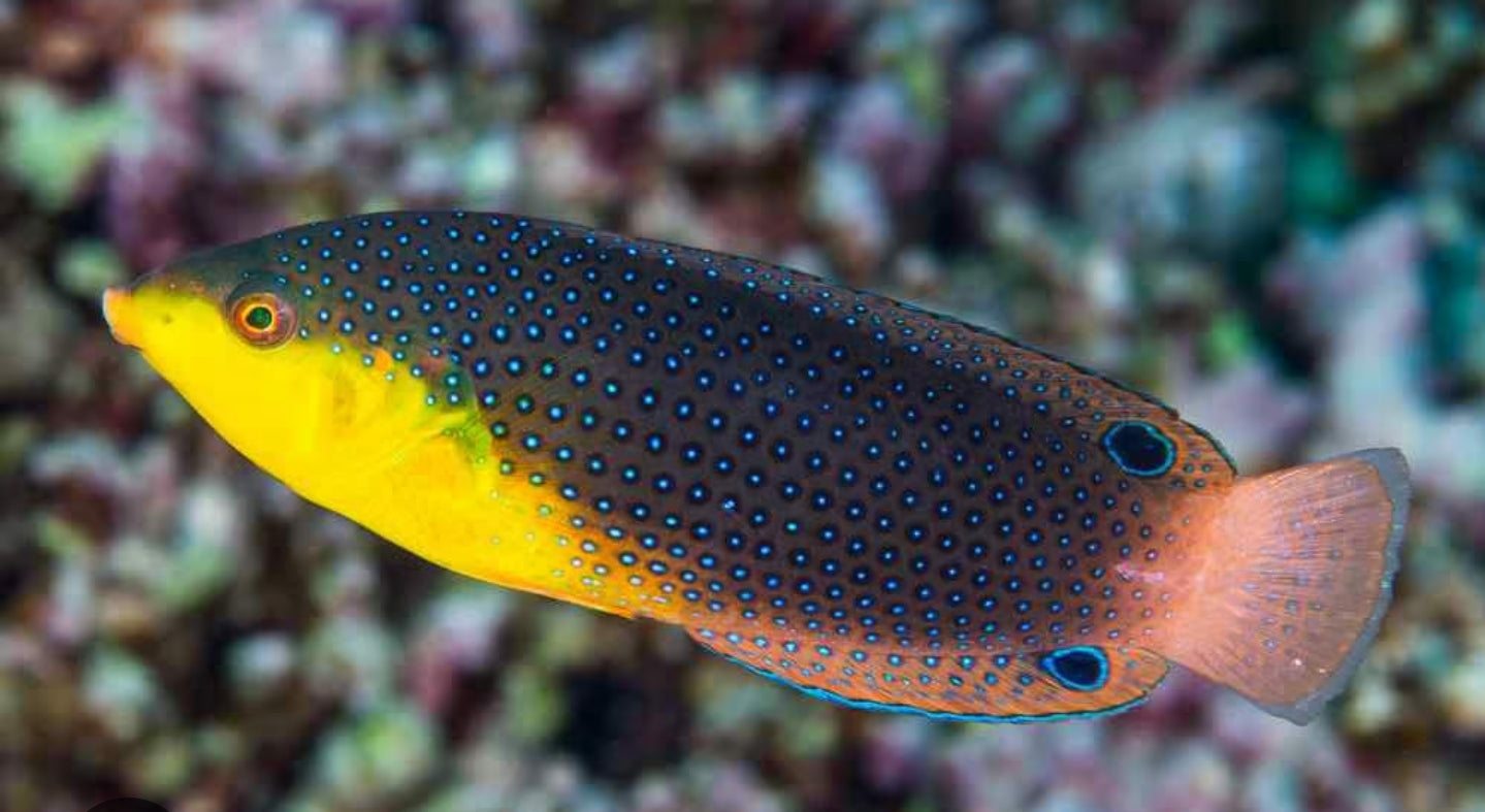 Yellow Chest Twist Wrasse new - Shipwreck Cove Corals