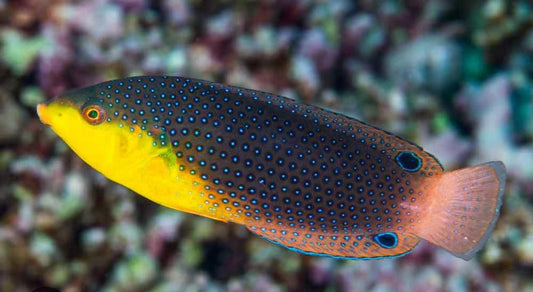 Yellow Chest Twist Wrasse new - Shipwreck Cove Corals